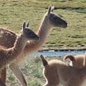 Guanacos en Payunia